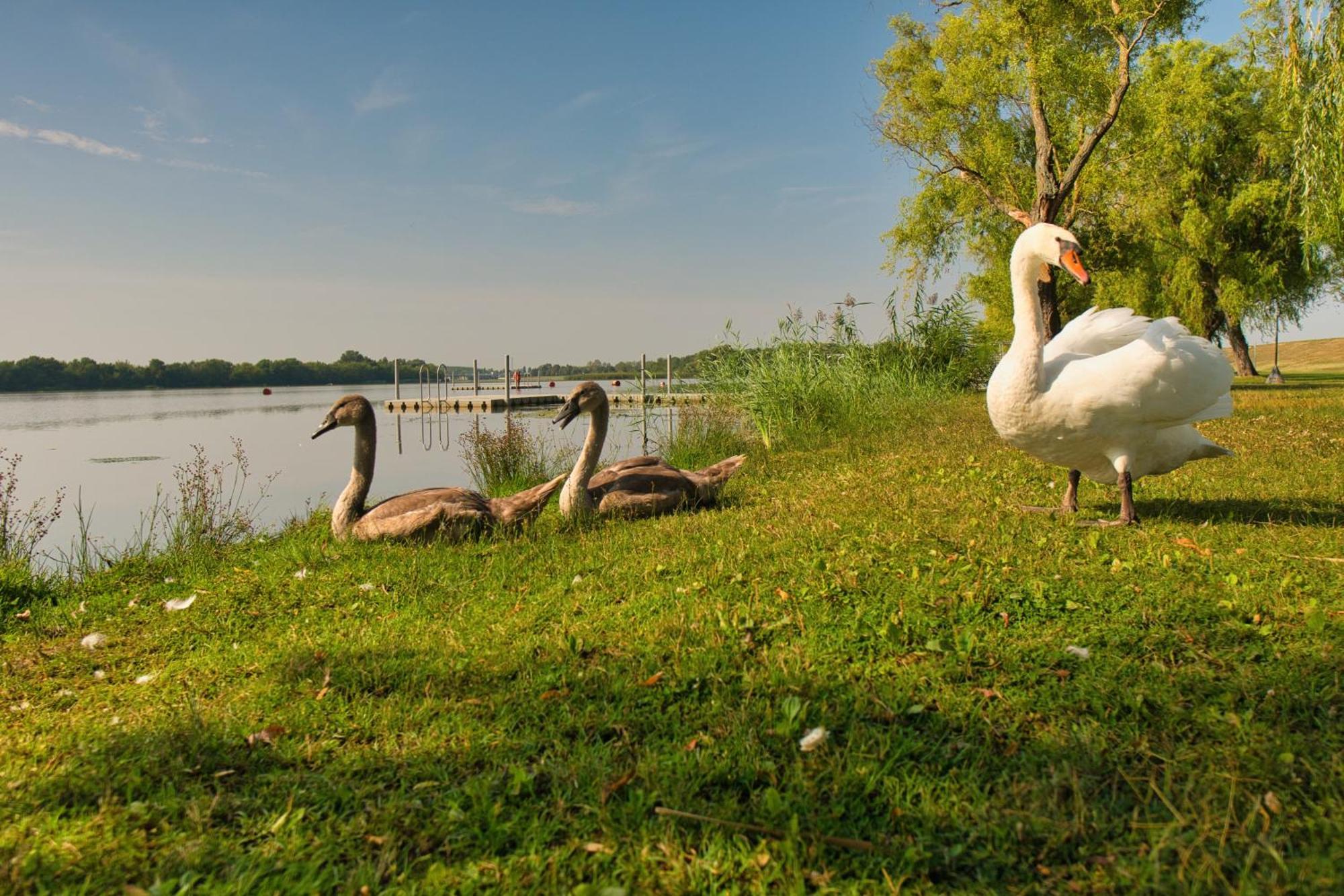 Tisza-To Apartmanpark Kiskore Exterior photo